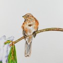 Watercolor bird paintings