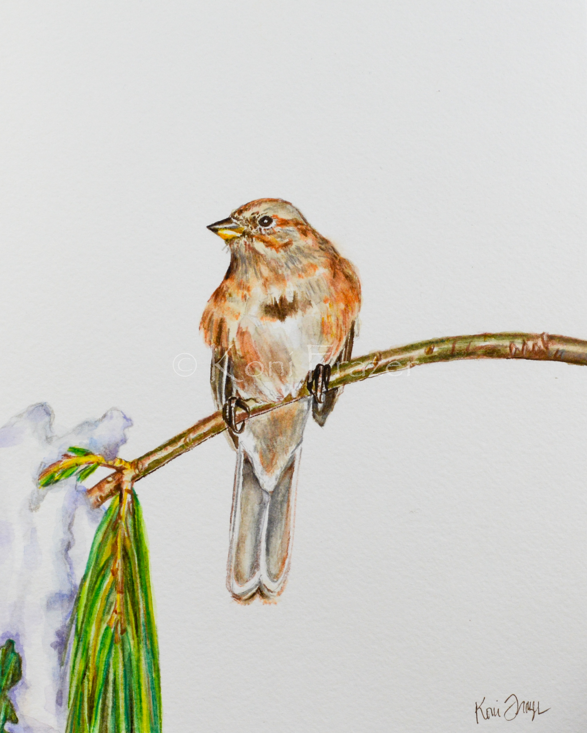 Watercolor bird paintings