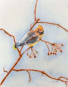 Cedar Waxwing