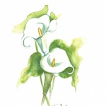 calla lily