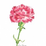 carnation