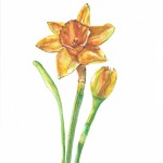 daffodil