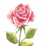 rose