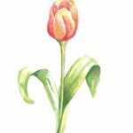 tulip