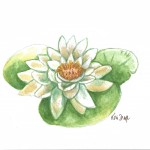 water lily