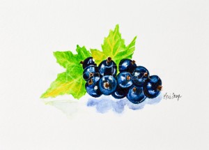 Very berry collection - black currants