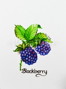 Very berry collection - blackberries
