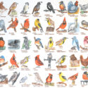 Watercolor Birds of each State