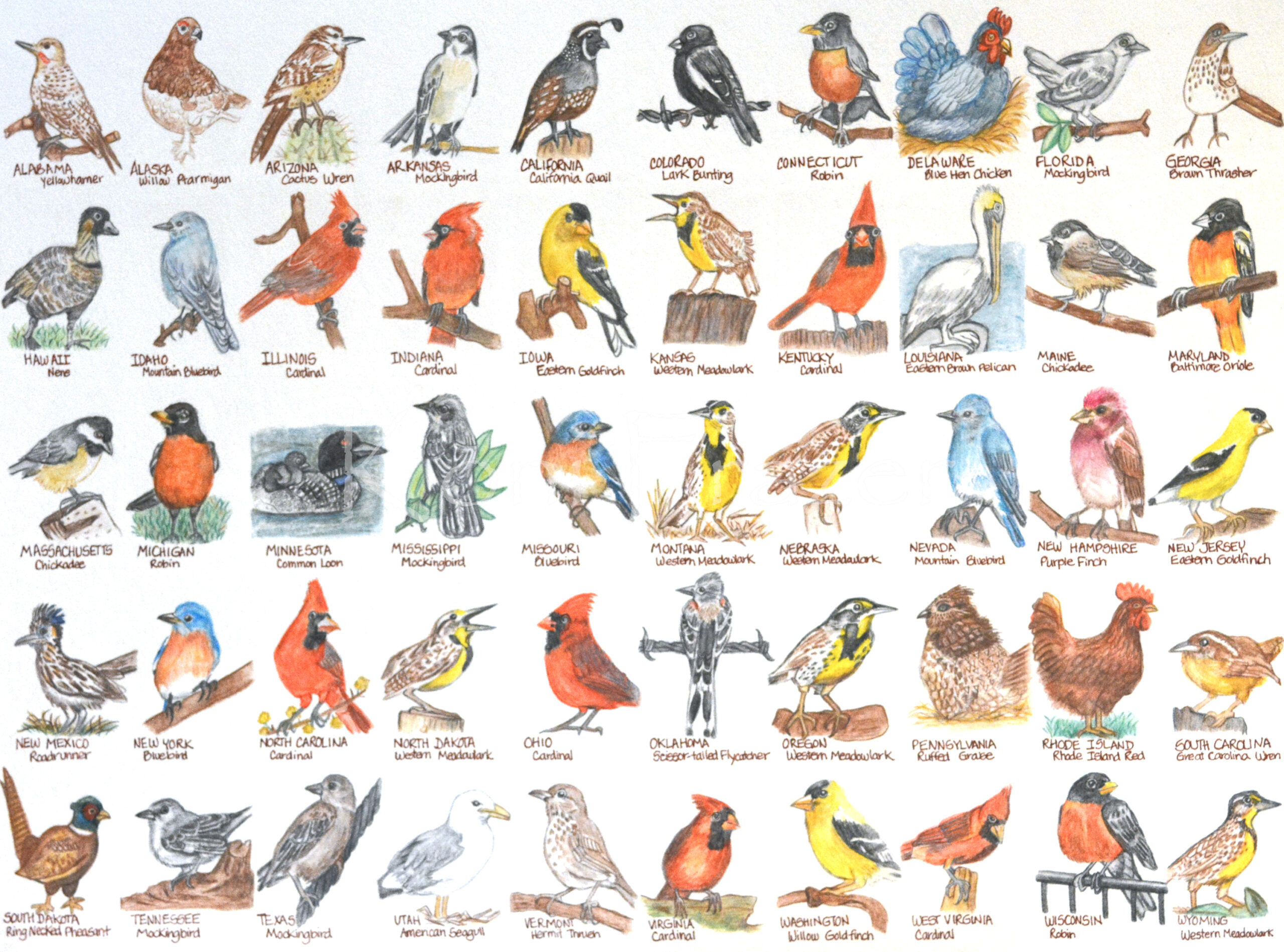 Watercolor Birds of each State